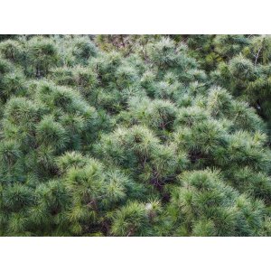 Borovica horská (Pinus mugo) ´VARELLA´ – výška 20-30 cm, ⌀ 20-25 cm, kont. C5L